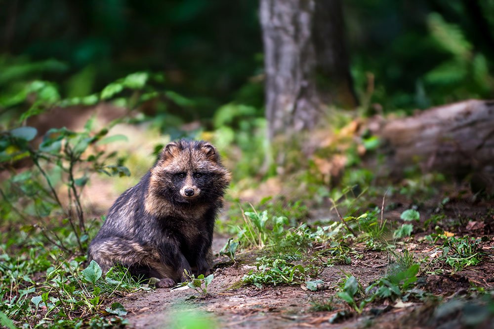 Signs You Have a Wildlife Intrusion—And What to Do Before It Gets Worse