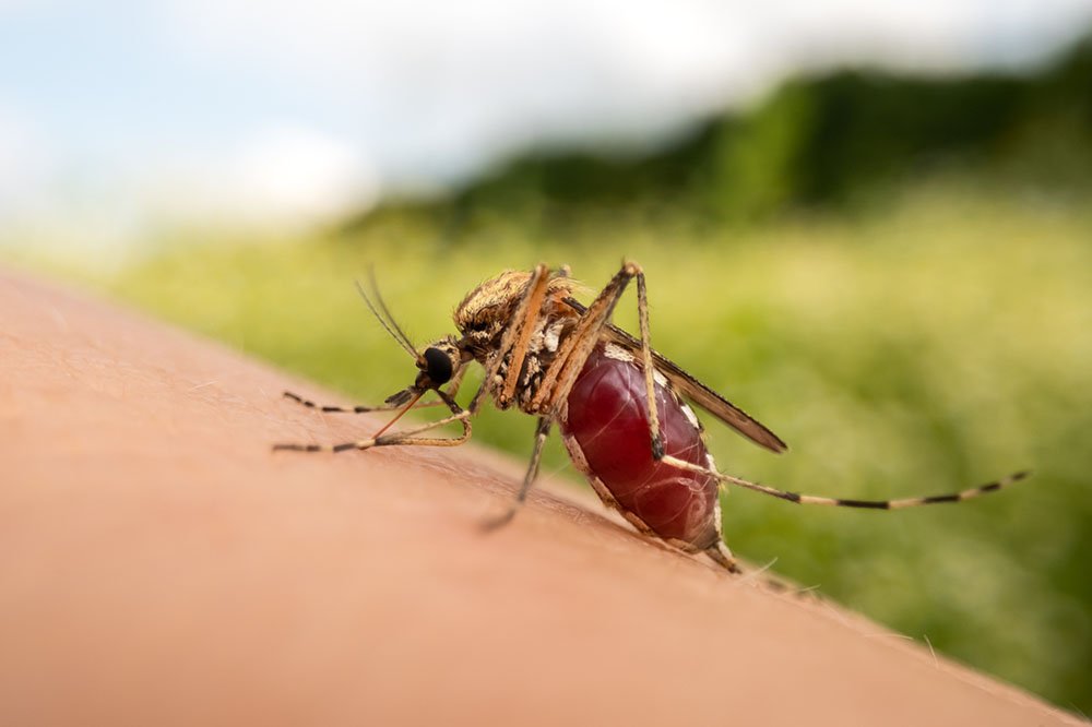 Why Eco-Friendly Pest Control Is the Future—And How It Keeps Your Family Safe