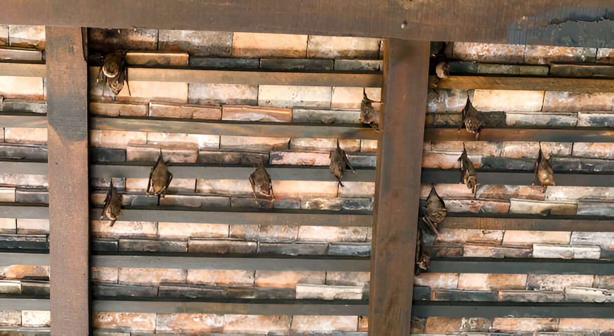 Bat Removal Services Brampton | Mississauga | Toronto
