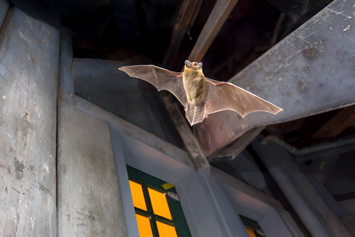 Bat Control