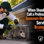 When Should You Call a Professional Opossum Removal Service in Brampton?