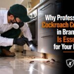 Why Professional Cockroach Control in Brampton Is Essential for Your Home